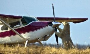 ChurchillPolarBearsHijackPlane ChurchillPolarBearsHijackPlane