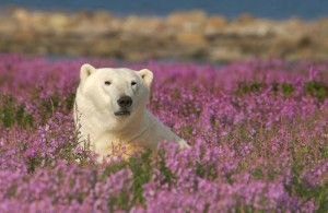 pb_0002-warm Polar bear in fireweed at Seal River Lodge on the Hudson Bay Coast near Churchill