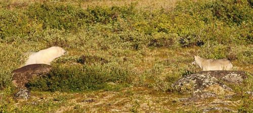 Polar bear and wolf playing on the tundra in Churchill, Manitoba. polar-bear-and-wolf-playing-500