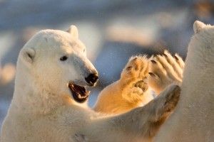 Churchill polar bears high-five each other at sunset on Seal River Churchill polar bears high-five each other at sunset on Seal River