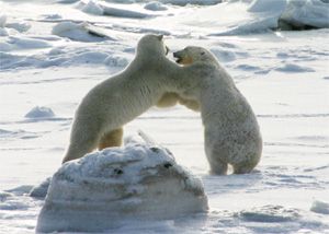 Male polar bears sparring on frozen Hudson Bay near Seal River Lodge Two male polar bears spar on frozen Hudson Bay at Seal River Lodge