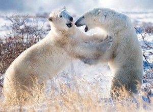 Churchill Polar Bears Wrestling - Photo Credit: Gary Potts Churchill Polar Bears Wrestling - Photo Credit: Gary Potts