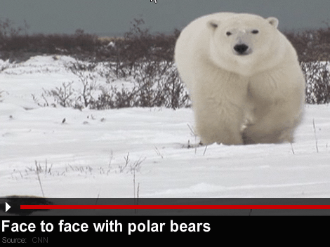 Face to Face with the Polar Bears at Seal River Heritage Lodge on Hudson Bay Click the image above to see raw CNN video footage of the Polar Bears.