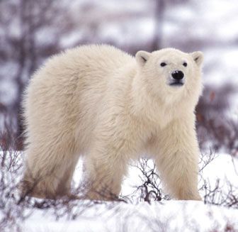 Churchill Polar Bear Cub Churchill Polar Bear cub outside the Lodge