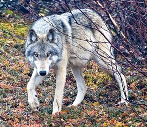 Arctic Wolf Photo Arctic Wolf Photo Canada