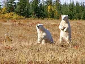 Polar Bears standing in grass. Polar Bears standing in grass.