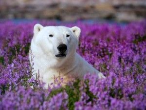 Polar Bear Photo - Polar Bear in Fireweed by Dennis Fast Polar Bear Photo - Polar Bear in Fireweed by Dennis Fast