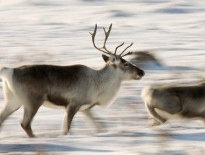 Caribou running over tundra Caribou running over tundra
