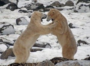 Polar-Bear-Photo-2-Claire-Wilson-Seal-River Polar bears wrestling near Seal River Lodge on Hudson Bay. Claire Wilson photo.