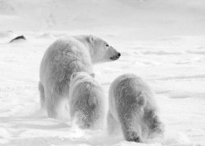 Polar Bear Mom with Cubs - 2009 Churchill Wild Photo Contest - Photo Credit: Debbie Winchester Polar Bear Mom with Cubs - 2009 Churchill Wild Photo Contest - Photo Credit: Debbie Winchester