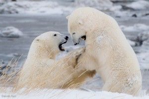 Polar Bears playing at Seal River Polar Bears playing at Seal River - Photo Credit: Dennis Fast