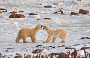 Polar Bear Photo: Clash of the Titans Polar bear photo Clash of the Titans taken by Claire Wilson at Seal River near Churchill, Manitoba on Hudson Bay while on Churchill Wild's Great Ice Bear Tour.