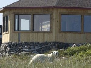 Polar bear in grass outside new dining room at Seal River Lodge on Hudson Bay Polar bear in grass outside new dining room at Seal River Lodge on Hudson Bay near Churchill, Manitoba