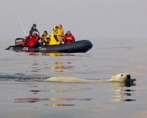 Polar bear swimming in front of zodiak boat on Hudson Bay Polar bear swimming in front of zodiak boat on Hudson Bay
