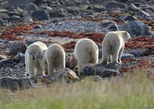 Polar bears meeting near Seal River Lodge north of Churchill Manitoba on Hudson Bay Polar bears meeting near Seal River Lodge north of Churchill Manitoba on Hudson Bay