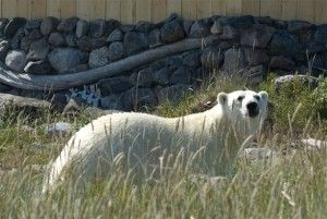 Polar bear outside Seal River Lodge on Hudson Bay near Churchill, Manitoba Polar bear outside Seal River Lodge on Hudson Bay near Churchill, Manitoba