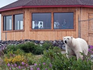 Polar bear outside new Seal River Lodge dining room Summer 2010 Polar bear outside new Seal River Lodge dining room Summer 2010
