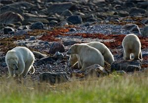 Polar bears everywhere at Churchill Wild in Summer 2010 Polar bears were everywhere in the Summer of 2010 at Churchill Wild's Seal River Heritage Lodge.