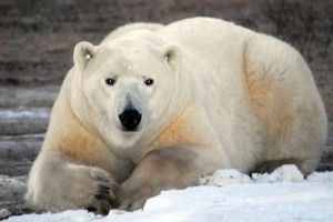 Polar bear Mr. Big outside compound at Dymond Lake Lodge Polar bear Mr. Big outside compound at Dymond Lake Lodge