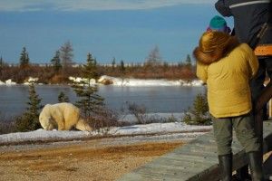 Polar bear and guests meet outside Dymond Lake Lodge Polar bear and guests meet outside Dymond Lake Lodge