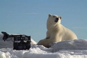 Polar bear poses for the 3D movie crew Polar bear poses for the 3D movie crew