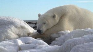 Polar bear napping between takes Polar bear napping between takes