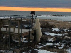 Polar bear takes a bite out of the deck at sunset Polar bear takes a bite out of the deck at sunset