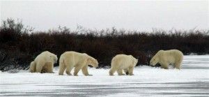 Polar bears gather to discuss movie on Hudson Bay Polar bears gather to discuss movie on Hudson Bay