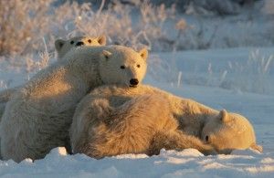 Polar bears cubs attend to mother. Polar bears cubs attend to dying mother