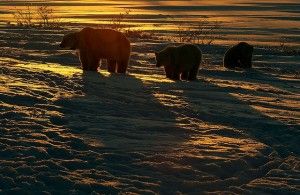 Mother polar bear and cubs at sunset. Mother polar bear and cubs at sunset.