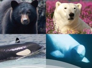 Black and White Adventure - Black bears, Polar Bears, Killer Whales and Beluga Whales Black and White Adventure - Black bears, Polar Bears, Killer Whales and Beluga Whales