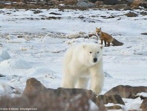 Polar bear and Arctic Fox photographed by Larry G.Kinney at Churchill Wild's Seal River Lodge Polar bear and Arctic Fox photographed by Larry G.Kinney at Churchill Wild's Seal River Lodge