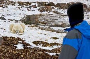Polar bear chowing down at Seal River. Photo Credit: Larry G. Kinney Polar bear chowing down at Seal River. Photo Credit: Larry G. Kinney
