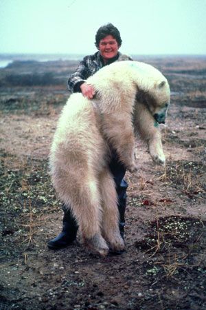 Ian carrying tranquilized polar-bear Ian carrying tranquilized polar-bear