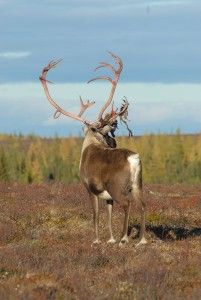 Caribou with large set of antlers Caribou with large set of antlers