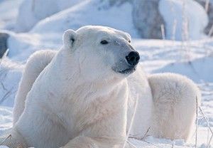Polar Bear Photo Contest 2010 Polar Bear Photo Contest 2010