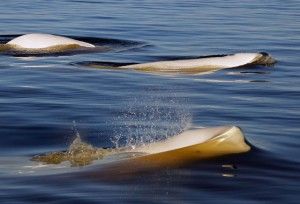Beluga Whales on Hudson Bay - Michael Poliza Photo Beluga Whales on Hudson Bay - Michael Poliza Photo