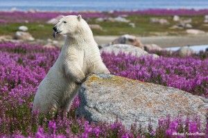 Polar bear in fireweed sticking tongue out Polar bear in fireweed sticking tongue out
