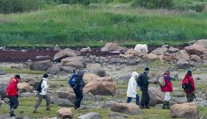 Polar bear observing hikers Polar bear observing hikers
