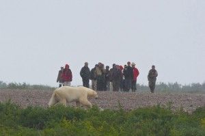 Polar bear saunters by hikers at Seal River Lodge Polar bear saunters by hikers at Seal River Lodge