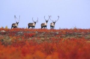 Four caribou on tundra ridge in Northern Manitoba, Canada Four caribou on tundra ridge in Northern Manitoba, Canada