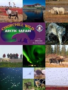 Arctic Safari Collage