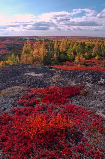 Fall colors of the arctic Fall colors in the arctic