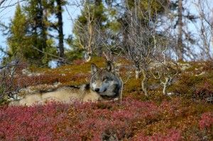 arctic wolf Arctic Wolf