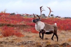 Caribou on tundra Caribou on tundra