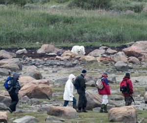 Polar bear walk Walking with polar bears