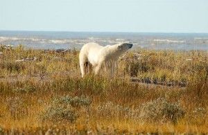 Polar bear at Churchill Wild's Nanuk Polar Bear Lodge Polar bear at Nanuk Polar Bear Lodge