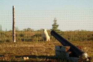 The polar bear and 200-year-old cannon The polar bear and the cannon