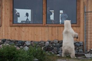 007 Peek-a-boo polar bear