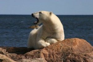 Churchill Polar Bear Yawning on Hudson Bay Coast Churchill Polar Bear Yawning on Hudson Bay Coast near Seal River